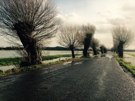 On route to the post office... I love the Somerset Levels www.boopdesign.com British Landscape Photography, Lake District Landscape, Colmers Hill Dorset, Somerset Levels, Yorkshire Dales Landscape, Etching Ideas, Genius Loci, Fruit Trees, Post Office