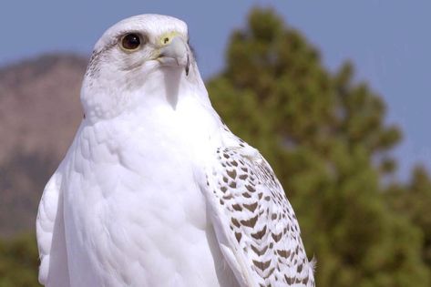 White Hawk Spiritual Meaning and Symbolism (11 Omens) Hawk Spiritual Meaning, Hawk Meaning, Types Of Hawks, Native American Mythology, Northern Goshawk, White Hawk, White Falcon, Learn Yoga Poses, Native American Traditions