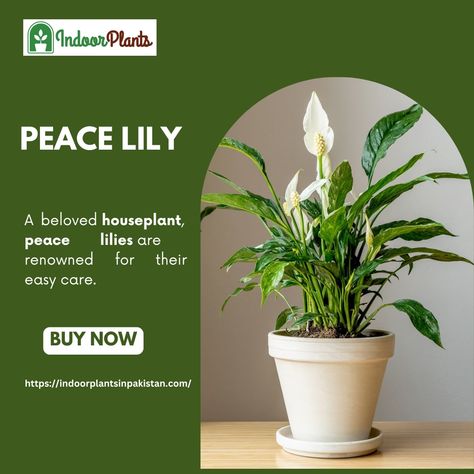 🌿 Meet the Peace Lily: Your New Favorite Houseplant! 🌿 Looking for a plant that's as low-maintenance as it is beautiful? Say hello to the Peace Lily! With its glossy green leaves and elegant white blooms, this plant adds a touch of tranquility to any space. ✨ Why You'll Love It: Air Purifying: The Peace Lily helps clean the air by removing toxins, making your home a healthier place to live. Easy Care: Perfect for beginners! It thrives in low light and only needs watering once a week. Beau... Care For Peace Lily Plant, Growing Peace Lily In Water, Low Maintenance Indoor Plants Clean Air, Peace Lily Variegated, Peace Lily Sensation, Remove Toxins, Peace Lily, House Plant Care, Low Maintenance