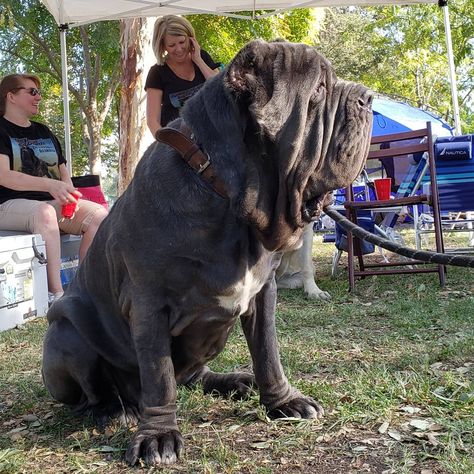 14 Weird Facts About Neapolitan Mastiffs Neo Mastiff, Neapolitan Mastiff, Mastiff Breeds, Neapolitan Mastiffs, Southern Italy, Gentle Giant, Big Dogs, Facts About, Horses