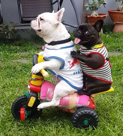 15 Funny French Bulldogs That Will Make Your Day - The Paws Funny French Bulldogs, French Bulldog Names, Bulldog Names, Funny French, French Bulldogs, Funny Pics, Beautiful Photo, French Bulldog, Make Your Day