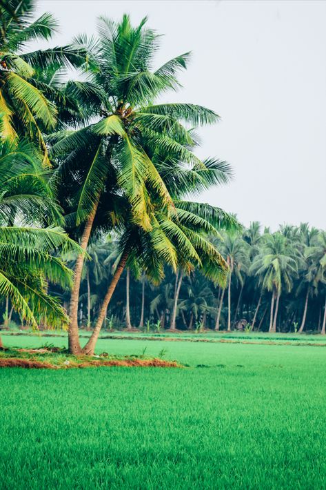 Green Coconut Trees on Green Field Green Coconut, Wind Mill, Natural Photography, Coconut Trees, Green Field, Coconut Tree, Natural Scenery, Adobe Lightroom, Scenic Views