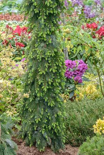 Narrow Trees, Picea Omorika, Serbian Spruce, Trees For Garden, Conifer Garden, Small Trees For Garden, Evergreen Landscape, Conifers Garden, Shed Greenhouse