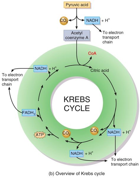 Kreb cycle “simple” Krebs Cycle Diagram, Enzymes Biology, Biochemistry Notes, Getting Into Medical School, Organic Chemistry Study, Krebs Cycle, Chemistry Education, Medicine Studies, Basic Anatomy And Physiology