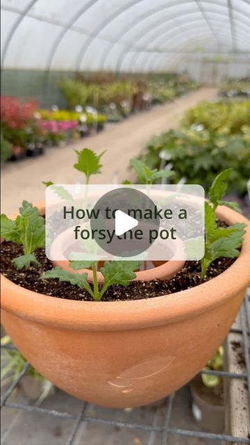 Crocus.co.uk on Instagram: "Have you heard of a Forsythe pot? 🪴   It’s a great way to propagate your plants and keep them watered consistently. They work as the Water seeps through the porous wall of the smaller terracotta pot into the growing medium, maintaining a consistent moisture level for the cuttings to grow.  ✅ Here’s what you need  · One pot 18cm in diameter, any material · One pot 10cm in diameter, terracotta · A cork or pot plug · A piece of fabric · A piece of scrap cardboard · Potting mix - suitable for your plant type · Cuttings · Water  🪴 How to create a Forsythe pot   1. Plug the hole in your small terracotta pot using a cork or pot plug 2. Place a small piece of fabric over the hole in the larger pot 3. Pour enough potting mixture into the larger pot so the tops of both Terracotta Pots In Aquarium, Aged Terracotta Pots, Teracota Pot Plant, Scalloped Terracotta Pot, Terracotta Seed Sprouter, Small Terracotta Pots, Large Pots, Terracotta Pots, Types Of Plants