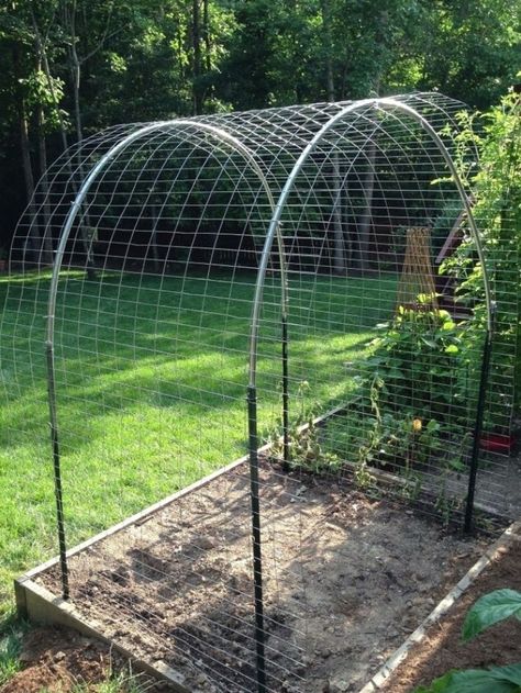 Best Easy Low Budget DIY Squash Arch Ideas for Garden (7) | Garden arches, Vertical vegetable ... #verticalgarden #gardendesign #gardenideas Squash Arch, Bean Trellis, Plantarea Legumelor, Vertical Vegetable Gardens, Arch Designs, Arch Trellis, Vertical Garden Design, Vertical Vegetable Garden, Diy Trellis