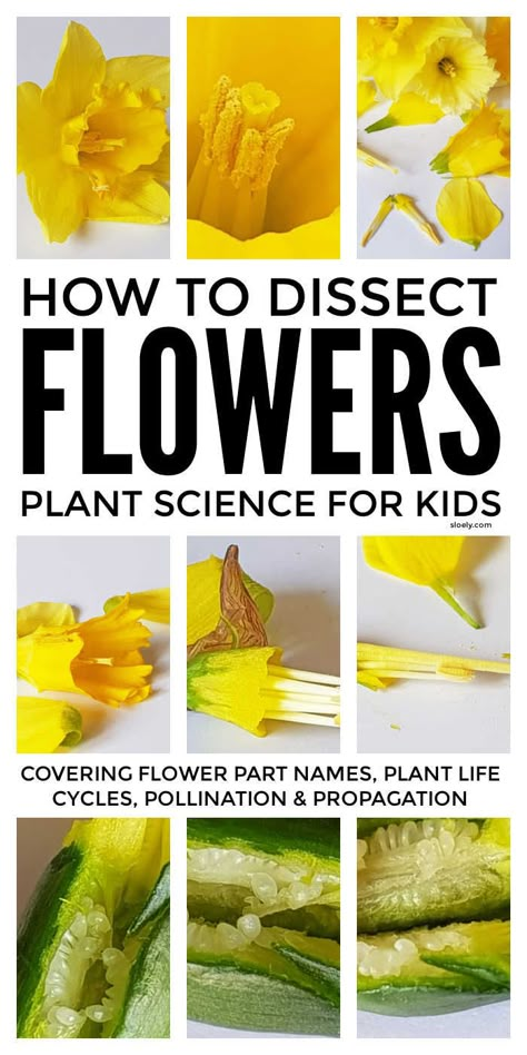 Dissecting flowers is a lovely plant science project for kids that lets them discover for themselves flower parts and name them and to understand the structure and process of pollination by uncovering the ovules at the base of the style. Suitable for children from kindergarten to high school. #plantscience #plantscienceproject #plantlifecycle #botanyforkids #kidsbotany #eyfs #STEM Plants Science Project, Pollination Activity, Spring Stem Activities, April Themes, Science Project For Kids, Flower Science, Stem Night, April Ideas, Flower Parts