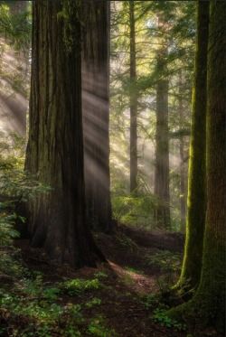 Redwood National And State Parks, Magical Pathways, Cedar Forest, Redwood Trees, Forest Canopy, Giant Tree, Redwood Tree, Image Nature, Redwood Forest