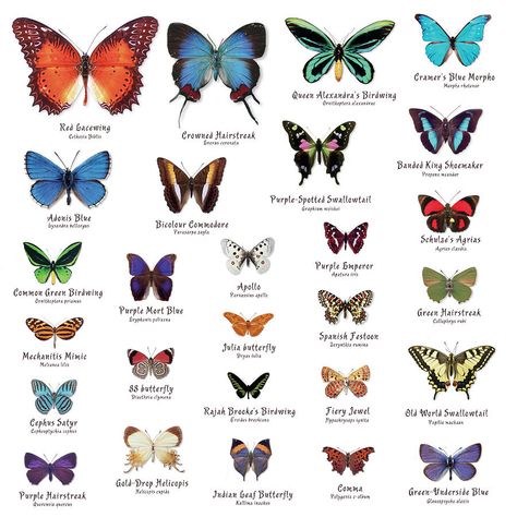 Butterfly Names, Butterfly Types, Names Of Butterflies, Types Of Moths, Spring Iphone Wallpaper Aesthetic, Common Blue Butterfly, Spring Iphone Wallpaper, Types Of Butterflies, Butterfly Family