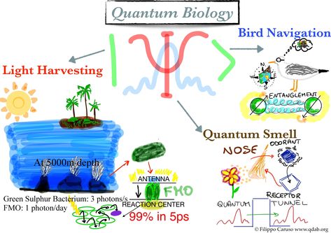 The essence of quantum biology, according to Filippo Caruso. Anatomy Infographic, Quantum Biology, Quantum Chemistry, Biology Science, Navigation Lights, Magic Symbols, Physical Properties, Quantum Mechanics, Human Anatomy