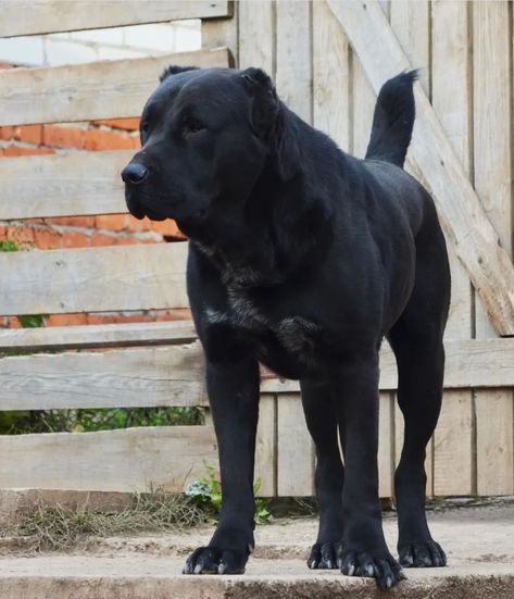 Alabai Dog, Massive Dogs, Guardian Dog, Livestock Guardian Dog, Rare Dog Breeds, K9 Unit, Livestock Guardian, Big Dog Breeds, Dogs Breeds