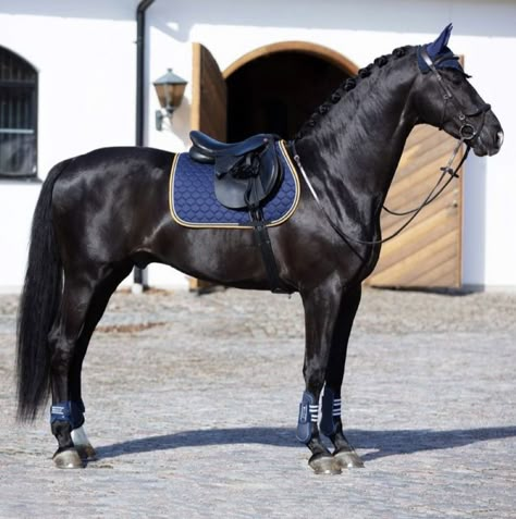 Horse Standing, Horse Riding Aesthetic, Horse Riding Outfit, Show Jumping Horses, Cute Horse Pictures, Black Horses, Tack Sets, Horse Aesthetic, Most Beautiful Horses