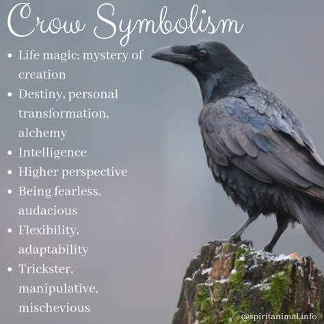 3 Crows Meaning, Crows Meaning, Crows Meaning Symbols, 1 Crow Meaning, 4 Crows Meaning, Crow Quotes, Meaning Of Crows, Crow Cawing Meaning, Crow Symbolism Meaning