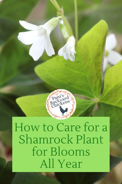 How to Care for a Shamrock Plant Shamrock Plant, Wood Sorrel, Inside Garden, Household Plants, Plant Care Houseplant, Growing Plants Indoors, Plant Information, Summer Plants, Backyard Chickens