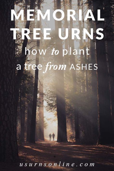 How to Become a Cremation Tree When You Die » Urns | Online Mexican Fan Palm, Memorial Tree, Future Planning, Cremated Remains, Planting Pot, Red Bud, Memory Tree, Ash Tree, Dogwood Trees