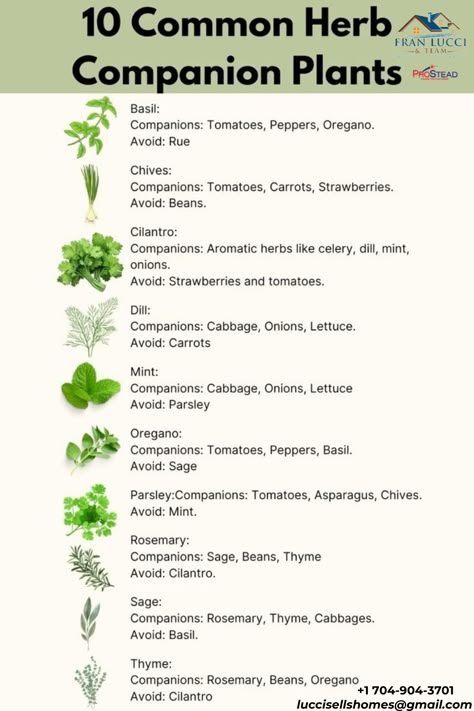 Herb Pairing Chart, Vegetables Companion Planting, Veggie And Herb Garden Ideas, What Herbs To Plant With Vegetables, Herb Planting Calendar, Outdoor Herb Garden Design Layout, Socal Veggie Garden, Herb Plants Outdoors, Veggie Companion Planting