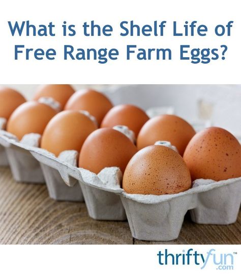 Fresh Egg Shelf Life, Unwashed Eggs, Fresh Chicken Eggs Shelf Life, Preserving Farm Fresh Eggs, Farm Fresh Eggs Vs Store Bought, How To Wash Farm Fresh Eggs, Cleaning Farm Fresh Eggs, Washing Farm Fresh Eggs, Farm Eggs