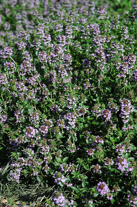 Mother-of-Thyme (Thymus praecox) at Millcreek Nursery Ltd Mother Of Thyme, Creeping Thyme, Harvest Day, Full Size Photo, Farmhouse Garden, Diy Outdoor Decor, Garden Centre, Landscape Projects, Salisbury