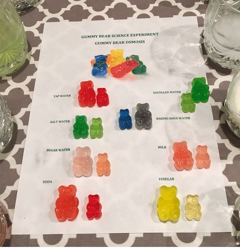 Gummy Bear Osmosis Science Experiment - How to Homeschool Gummy Bear Science Project, Gummy Bear Osmosis, 6th Grade Science Projects, Gummy Bear Experiment, Kids Science Fair Projects, Easy Science Fair Projects, Science Fair Projects Boards, Experiments Kids, 6th Grade Science