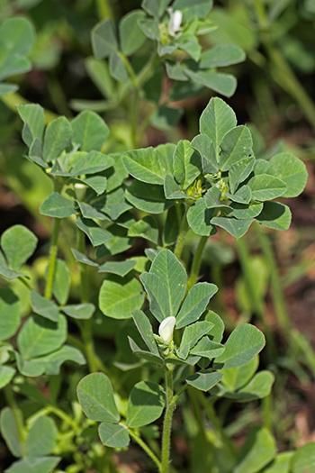 Fenugreek (Trigonella foenum-graecum) is a culinary herb belonging to the legume family Fabaceae. It is known as methi in India and is valued for its medicinal properties aside from its culinary importance. This spice has been around for centuries and proliferates in semi-arid regions. The fenugreek seeds and leaves are the popular parts of the plant used as ingredients. While safe for use in small amounts in foods, this herb can cause an adverse reaction in high dosages. There are many ways of Fenugreek Plant, Sorrel Plant, Fenugreek Tea, Gardening Tattoo, Vegetable Salads, Gardener Aesthetic, Gardening Aesthetic, Kitchen Gardens, Vegetable Salad Recipes