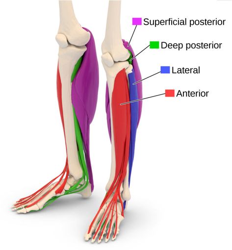 Lower Leg Pain, L Shaped House Plans, Gastrocnemius Muscle, Medical Drawings, Case Presentation, Bulging Disc, Complex Regional Pain Syndrome, Lower Extremity, Leg Pain