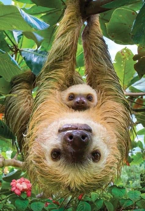 Save Wildlife, Cute Sloth, Pretty Animals, Cute Animals Images, Cute Wild Animals, Cute Animal Photos, Cute Animal Pictures, Cute Creatures, Animals Images