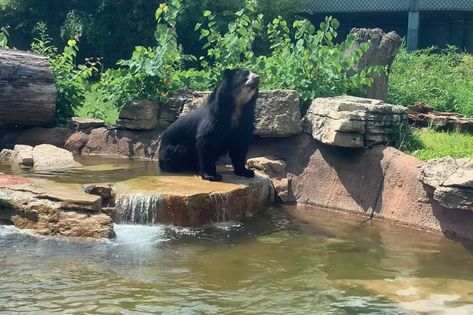 Andean Bear, Bear Habitat, Spectacled Bear, Bear Species, St Louis Zoo, In The Zoo, The Saint, The Bear, Saint Louis