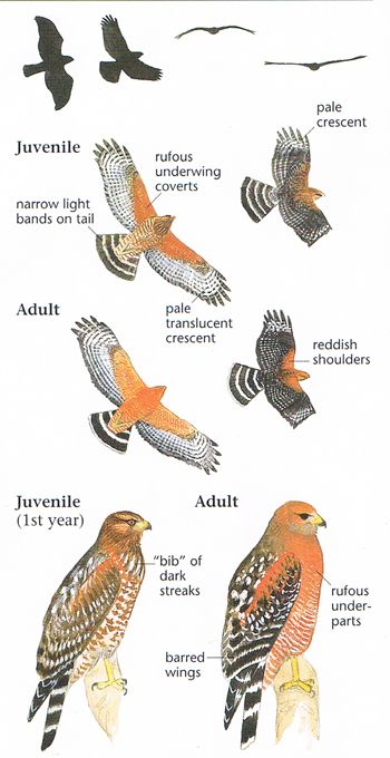 Red-shouldered Hawk Red Shoulder Hawk, Hawk Species, Red Shouldered Hawk, Backyard Birds Watching, Backyard Birds Sanctuary, Pig Breeds, Raptors Bird, North American Birds, American Birds