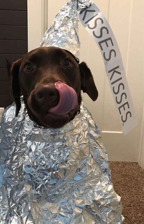 Puppy Halloween Costumes, Best Dog Costumes, Dog Costumes Funny, Dog Kisses, Dog Quotes Funny, Pet Halloween Costumes, Couples Halloween, Dog Halloween Costumes, Chocolate Lab