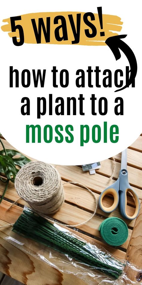 Plants With Moss Pole, Miss Pole Plants, How To Use A Moss Pole Monstera, Diy Plant Pole Indoor, Plant Pole Ideas, Moss Pole Alternative, Moss Stick For Plants, Moss Poles For Plants, How To Make A Moss Pole