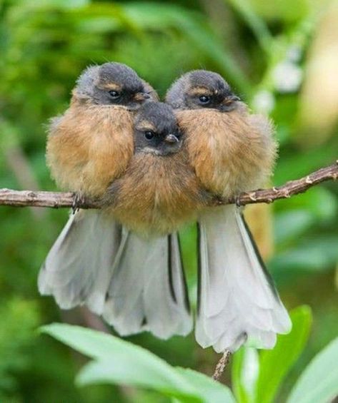 I really hate getting the middle seat on this airline. Birds Sitting, Precious Animals, Kinds Of Birds, All Birds, Wild Things, Pretty Birds, Bird Photo, Colorful Birds, Little Birds