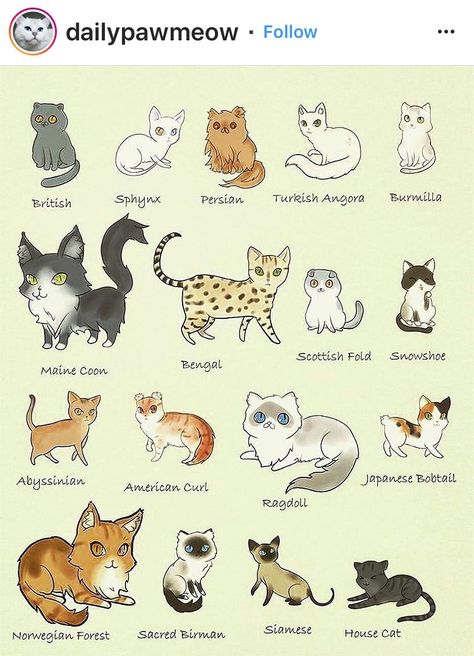 All Cat Breeds, Birman Cat, Cat Post, Cat Eyes, Cat Aesthetic, Cute Cats And Kittens, Happy Cat, Pretty Cats, Cat Drawing