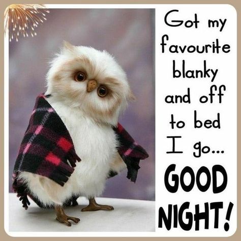 Nighty Night Quotes, Bedtime Quotes, Cute Good Night Quotes, Funny Good Night Quotes, Quotes Good Night, Good Night Love, Clever Sayings, Good Night Cat, Good Night Prayer Quotes