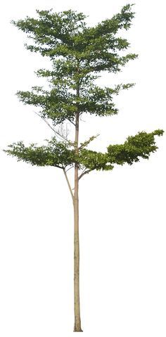 Tropical Plant Pictures: Terminalia Mantaly ( Madagascar Almond ) Photoshop Tree, Tree Render, Tree Psd, Tree Photoshop, Tree Textures, Photoshop Resources, Tree Png, Architecture Collage, Architecture Graphics