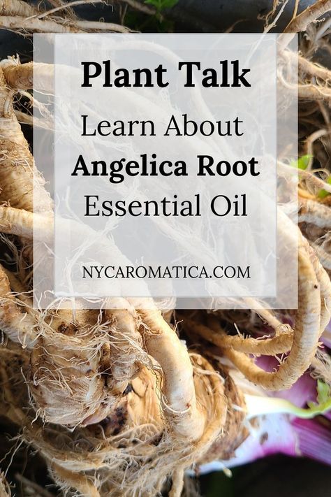 Learn about Angelica Root Essential Oil Angelica Root Benefits, Oil Substitute, Angelica Root, Aromatic Plant, Essential Oil Benefits, Oil Benefits, Light And Dark, Carrier Oils, Blending