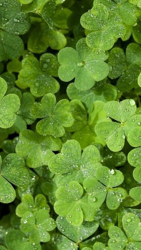 #usa #manifestation #aesthetic #patrick Shamrock Green Aesthetic, Peridot Gemstone Aesthetic, Irish Green Aesthetic, Saint Patricks Aesthetic, Green March Aesthetic, Lucky Aesthetic Green, Vision Board Photos Green Aesthetic, Patriciacore Aesthetic, Leecore Aesthetic