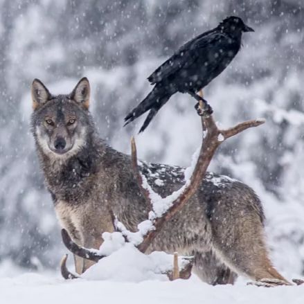 Wolves And Ravens, Yellowstone Wolves, Unexpected Relationships, Raven And Wolf, Wolf Photos, Wolf Love, Wolf Pictures, The Raven, Wolf Art