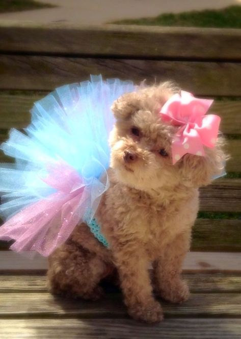 Puppy Outfits, Puppy Crafts, Cute Dog Costumes, Art Tshirts, Monogram Bow, Dog Tutu, Dog Clothes Diy, Cute Dog Collars, Etsy Diy