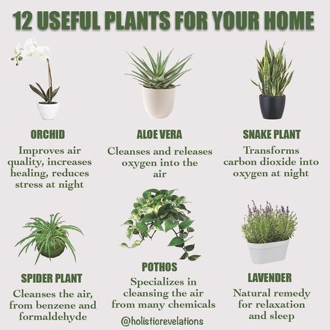 Indoor Plants For Health, Plants To Purify The Air, House Plants Purify Air, Plants Good For Air Quality, Best Indoor Plants For Oxygen, Air Cleaning Plants Indoor, Healthy House Plants Indoor Air Quality, Small Plants Indoor Decoration Bedroom, Plants Air Purifying Indoor