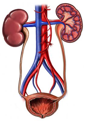 Human Urinary System, Urinary System Anatomy, Page Borders Design Handmade, Renal System, Human Body Projects, Excretory System, Urinary System, Human Body Organs, Basic Anatomy And Physiology