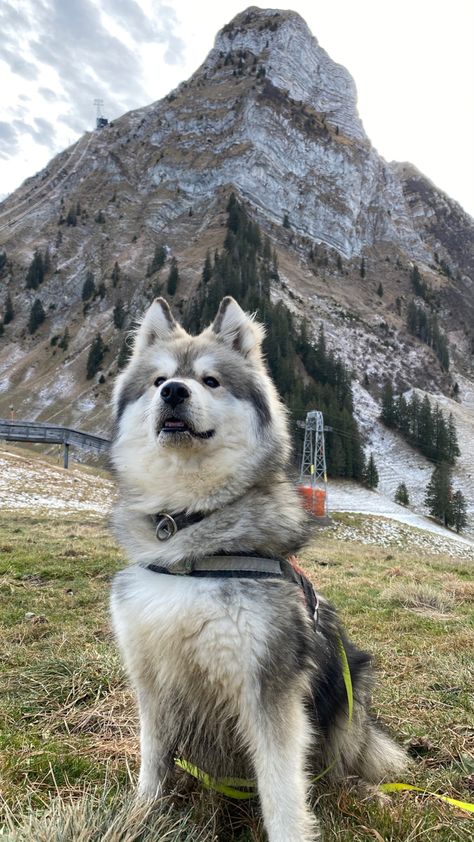 Alaskan Shepherd, Fluffy Husky, Malamute Husky, Husky Cross, Around The Fur, Malamute Dog, Malamute Puppies, Alaskan Husky, Cute Husky