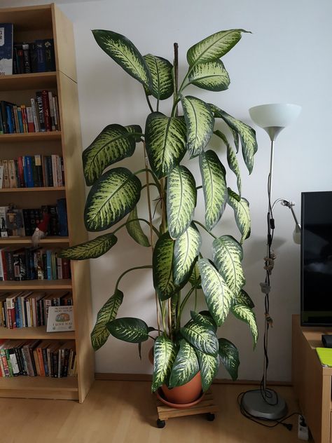 13 Houseplants That Grow Fast And Tall Big Leafy Indoor Plants, Best Big Indoor Plants, Giant House Plants, Best Large Indoor Plants, Fast Growing Houseplants, Tall House Plants Indoor, Mcm Plants, Large House Plants Indoor, Tall Houseplants