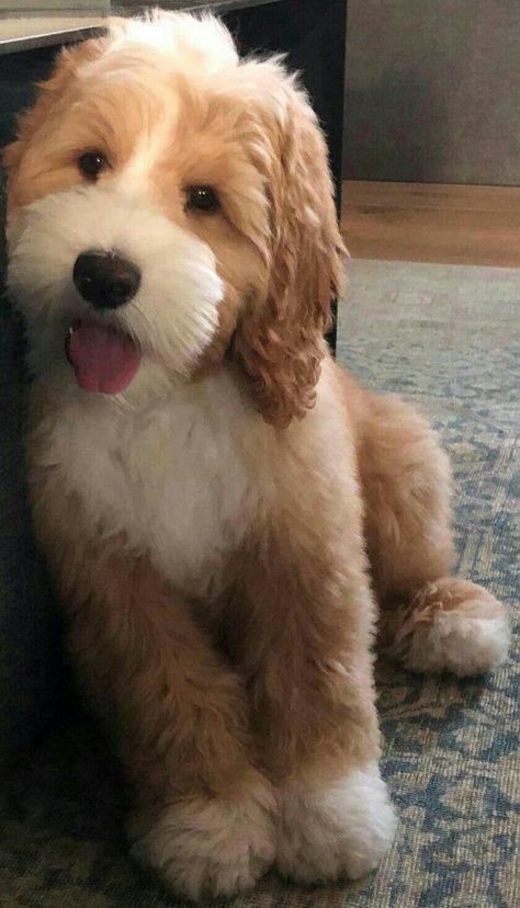 Golden Labradoodle Puppy, Medium Golden Doodle, Doodles Dogs Breeds, Medium Poodle, Tibet Terrier, Tips For Dogs, Poodle Miniature, Dog Mommy, Teddy Dog