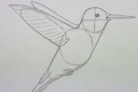 Hummingbird Sketch Simple, Drawing A Hummingbird, How To Draw Hummingbird, Hummingbird Drawing Simple Step By Step, Hummingbird Drawing Easy, How To Draw A Hummingbird, Hummingbird Painting Acrylic Easy, Hummingbird Drawing Sketches, Humming Bird Drawing Easy