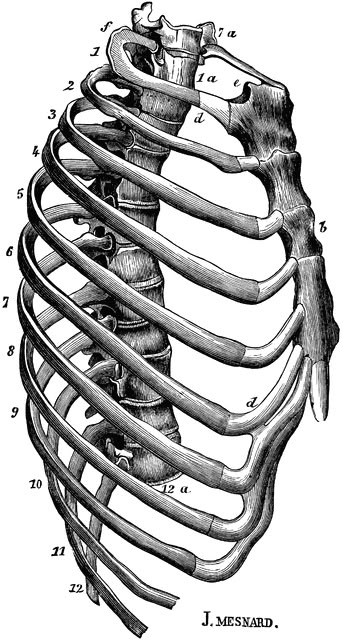 Human Thorax (Chest) Rib Skeleton Drawing, Ribs Anatomy Drawing, Chest Anatomy Drawing, Chest Anatomy, Rib Cage Drawing, Human Ribs, Human Rib Cage, Bone Drawing, Human Skeleton Anatomy