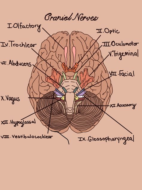 Cerebrum Anatomy Notes, Nerves System Anatomy, Nerves Drawing, Anatomy Drawing Medical Art Brain, Cranial Nerve Mnemonics, Anatomy Drawing Medical Art, Cranial Nerves Drawing, Brain And Cranial Nerves Human Anatomy, Brain Nerves Anatomy