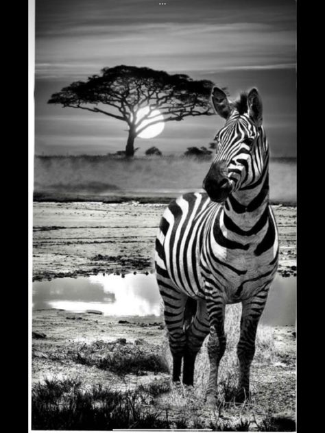 African Animal Tattoo, Zebra Tattoo Ideas, Zebra Photography, Zebra Tattoo, Africa Tattoo, African Animals Photography, Zebra Tattoos, Zebra Pictures, Africa Tattoos