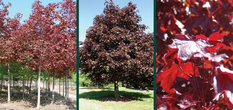 crimson king maple royal red maple acer platanoides norway maple crimson sunset maple leaves Crimson Sunset, Crimson King, Acer Platanoides, Acer Rubrum, Specimen Trees, Fast Growing Trees, Red Maple, Ornamental Trees, Unique Trees