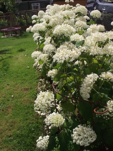 The Plant Girdle is fantastic at supporting Hydrangea Annabelle Hydrangea Support, Hydrangea Annabelle, Hydrangea Plant, Annabelle Hydrangea, Plant Stakes, Planting Hydrangeas, Plant Supports, All About Plants, The Plant