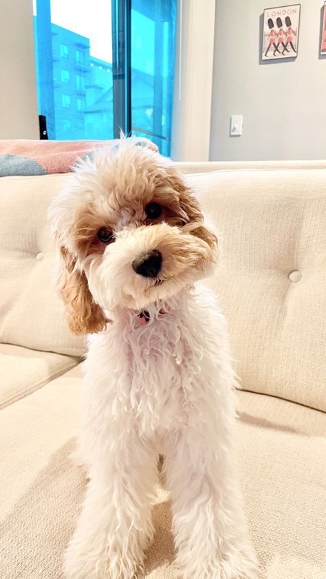 Female white cockapoo puppy. Cockerspanial poodle. Cockapoo Apricot, White Cockapoo, Mini Cockapoo, Cockapoo Puppy, Cockapoo Puppies, Favorite Animals, Puppy Dogs, I Love Dogs, Birthday Ideas